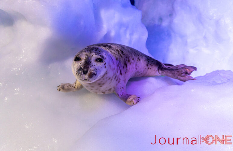 JournalｰONE | 観光スポット オホーツク流氷館（北海道網走市）-JournalｰONE撮影