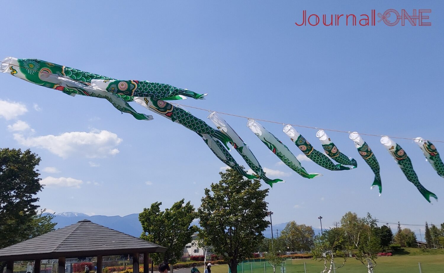山雅カラーの鯉のぼりが初夏の青空に映えていた-Journal-ONE撮影